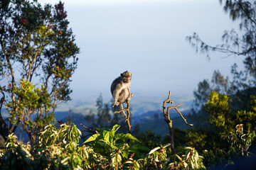 Photo of a long-tailed grey monkey sitting on a tree in the warm morning sunlight.