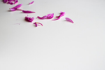 散った芍薬の花びら