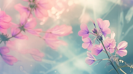 Obraz premium Wildflowers on a sunny day with a blurred background