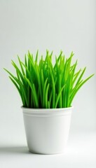 Lush green grass sprouting from a simple white pot , eco, cultivation