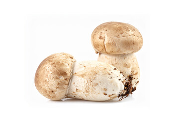 Straw mushrooms isolated on white background. Sort Growth.