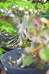 Bonsai tree in details and close up