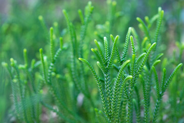 やわらかい春の樹木の新芽、緑色の背景素材