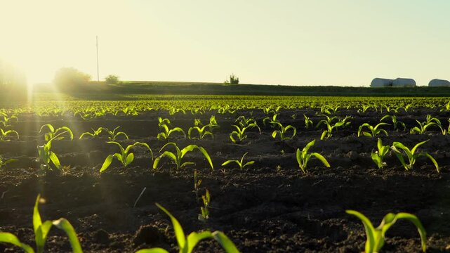 New corn plants grow in field during sunset in rural area