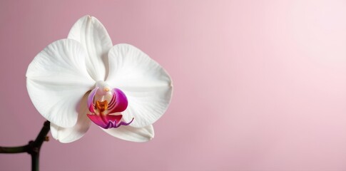 Single pure white phalaenopsis orchid against soft background , soft focus, natural light, soft background