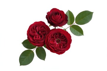 Obraz premium Three dark red garden roses with green leaves on white background