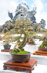 Bonsai tree in details and close up