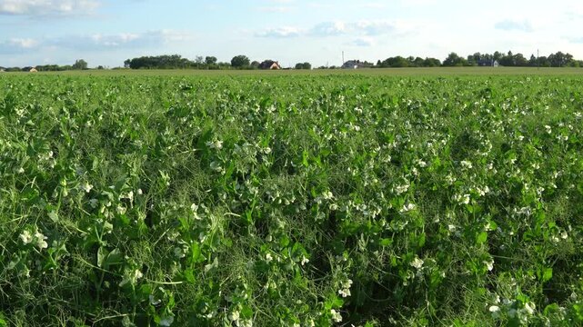 Pea plants grow in a large field under a clear sky during springtime near a rural area
