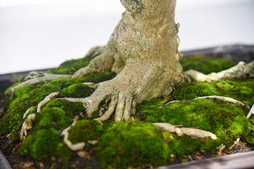 Bonsai tree in details and close up