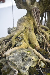 Bonsai tree in details and close up