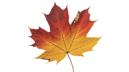 Fototapeta premium Vibrant autumn maple leaf: a burst of fall colors on a whimsical design