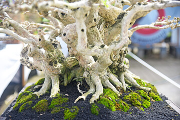 Bonsai tree in details and close up