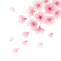 Obraz premium Delicate Pink Cherry Blossoms With Falling Petals