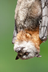 the bat is hanging upside down