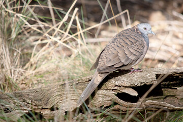 the bar shouldered dove is perched on a log