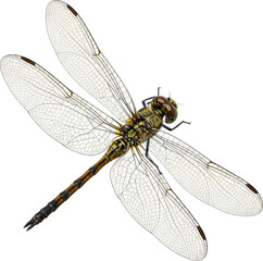 Large Dragonfly Insect Nature