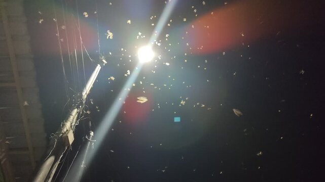 Flying termites swarming around a bright lamp at night, creating a dramatic natural scene. Common seasonal insect behavior in tropical areas, symbolizing nature and pest activity.