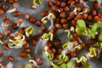 Glass Vial with Liquid Surrounded by Single Use Syringes