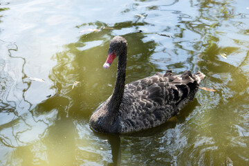 the black swan is swimming in the lake