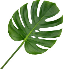 Monstera Leaf Tropical Plant