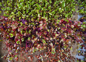 Obraz premium Glass Vial with Liquid Surrounded by Single Use Syringes