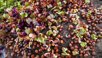 Glass Vial with Liquid Surrounded by Single Use Syringes