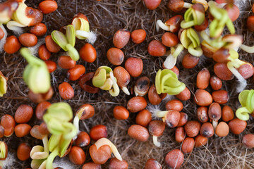 Glass Vial with Liquid Surrounded by Single Use Syringes