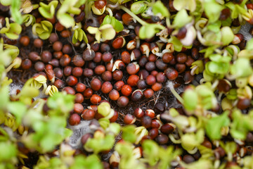 Close up of Broccoli  Seeds Sprouting and Growing into Microgreens