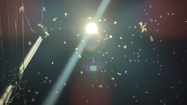 Flying termites swarming around a bright lamp at night, creating a dramatic natural scene. Common seasonal insect behavior in tropical areas, symbolizing nature and pest activity.