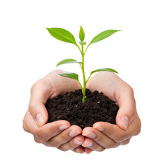 A person holding a plant in their hands on a transparent