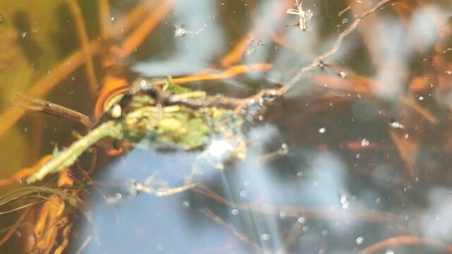 Close-up of mosquito larvae wriggling in stagnant water, highlighting insect life cycle, breeding environment, and small aquatic organisms in natural or urban settings.
