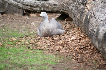 the Cape Barren Goose is resting in a field