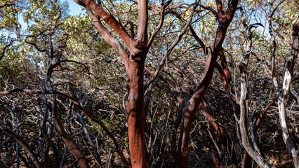Manzanita Tree in the California Foothills