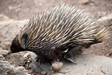 the echidna is looking for ants to eat