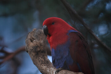 side view of a female eclectus parrot