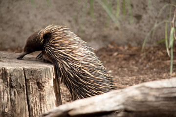 the echidna is looking for ants to eat