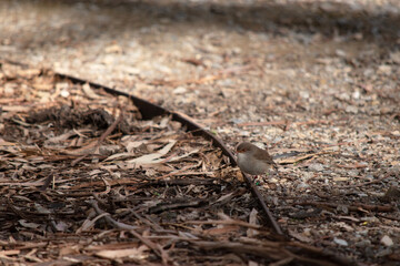 the female fairy wren is looking for food