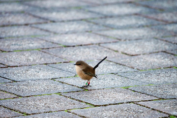 Obraz premium the female fairy wren is looking for food on the path