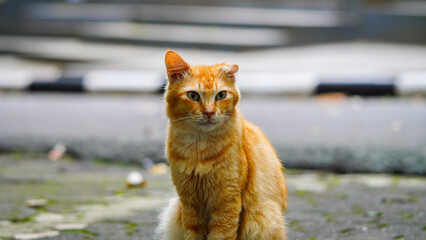Cute ginger cat sitting and looking at the camera