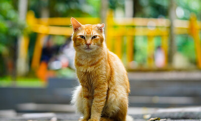 A ginger cat looking at camera lounges comfortably on a wooden cat tree shelf in sunlit room