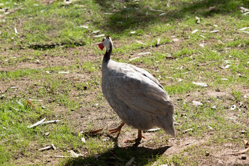 the helmeted guinea fowl is looking for food in the grass