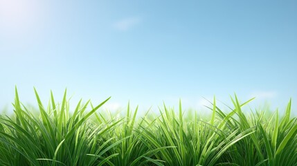 Fototapeta premium Lush Green Grass Field Under Bright Blue Sky with Soft Clouds and Gentle Sunlight Illuminating Fresh Nature in a Serene Outdoor Landscape