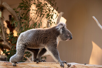 this is a side view of a koala is walking along a branch
