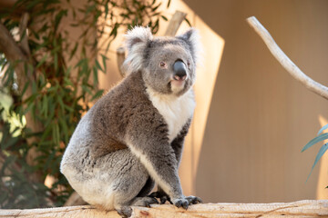 this is a side view of a koala