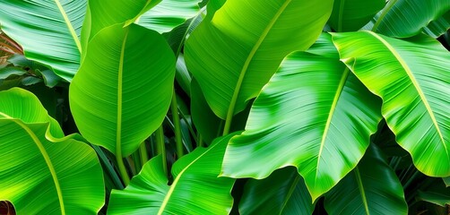 Obraz premium Large vibrant green banana plant leaves, tropical foliage, banana plantation, leaves