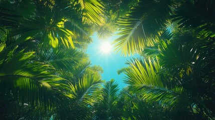 Obraz premium Lush, green palm leaves frame a bright sunburst against a blue sky. Ideal for travel blogs or conveying a tropical vacation feeling.
