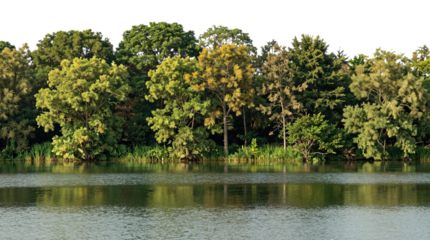 Lush green trees reflecting in calm water