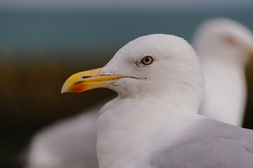 close up of a seagull