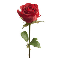 Naklejka premium red rose with leaves transparent background design material png