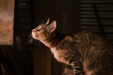 MY LITTLE KITTEN WATCHING THE DAWN